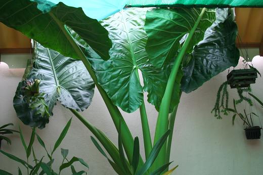 サトイモ科 Araceae えるだまの植物図鑑 サトイモ科 Araceae えるだまの植物図鑑