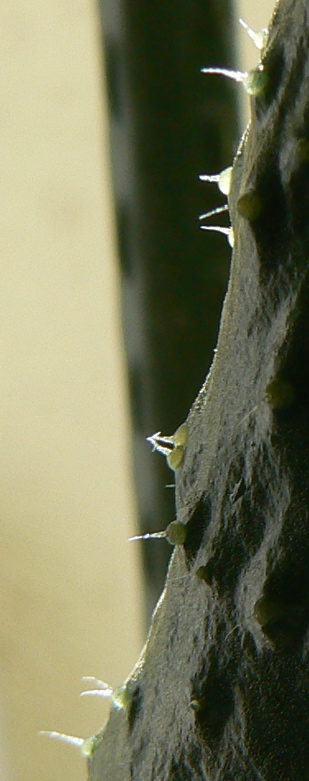 c0121264_3395946.jpg