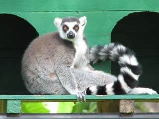 Madagascar vol.3　「　チンバザザ動植物園　」_a0086274_21202611.jpg