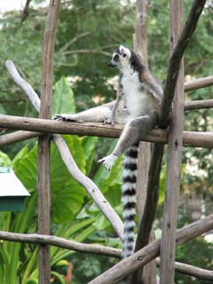 Madagascar vol.3　「　チンバザザ動植物園　」_a0086274_2120457.jpg