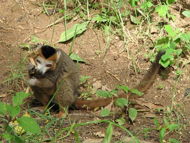 Madagascar vol.3　「　チンバザザ動植物園　」_a0086274_21205714.jpg