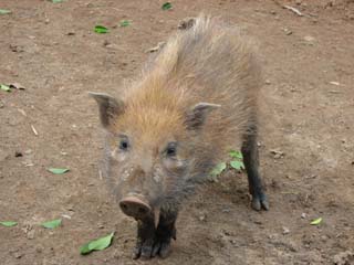 Madagascar vol.3　「　チンバザザ動植物園　」_a0086274_21211628.jpg