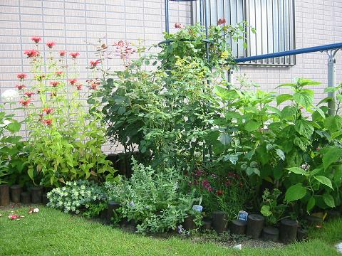 雨上がりの今朝の庭は・・・・_a0035478_7311375.jpg