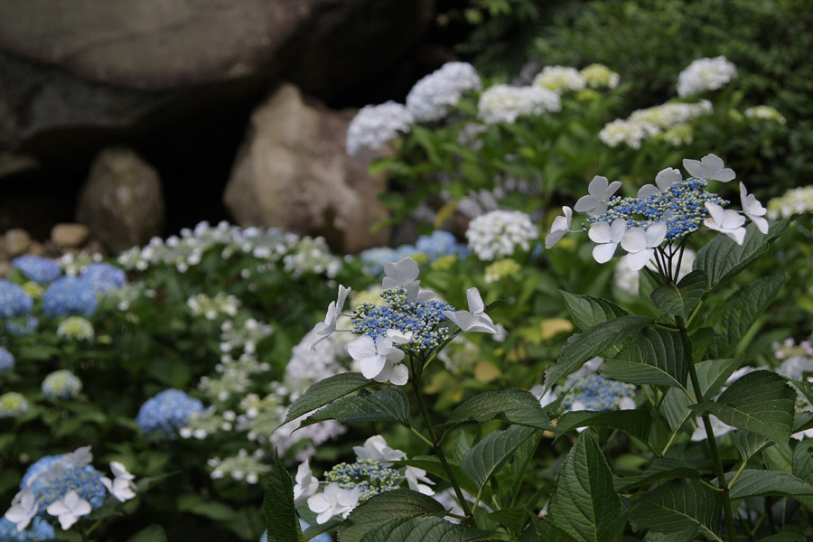 kajiさんと行く見返りの滝、紫陽花巡り２_c0007190_1874768.jpg