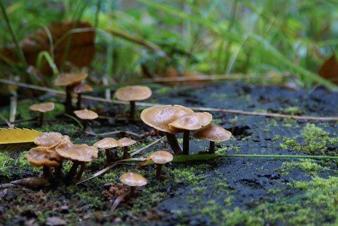 梅雨の「きのこ」観察会_b0049200_1950422.jpg