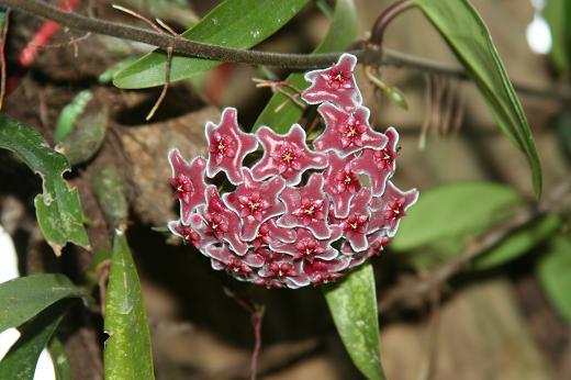 ホヤ メリフルア ガガイモ科 えるだまの植物図鑑