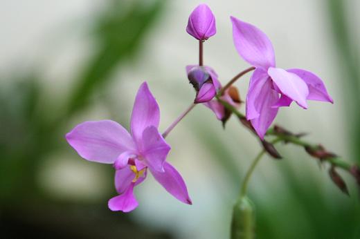 コウトウシラン ラン科 えるだまの植物図鑑