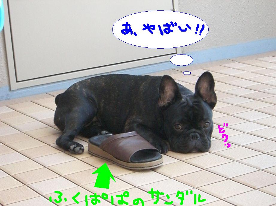 そしてふくすけは反省しない_c0113109_1530442.jpg