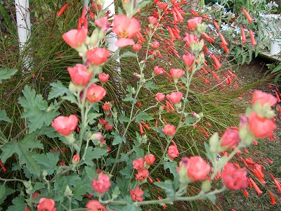 b0107310_179133.jpg