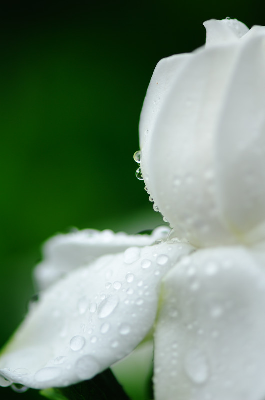 雨の日・甘い香りに誘われて♪_f0032011_20302991.jpg