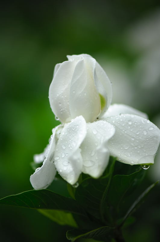 雨の日・甘い香りに誘われて♪_f0032011_20304629.jpg