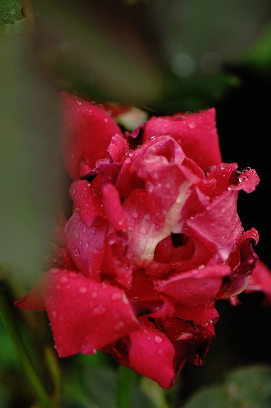 雨の日・甘い香りに誘われて♪_f0032011_20313372.jpg