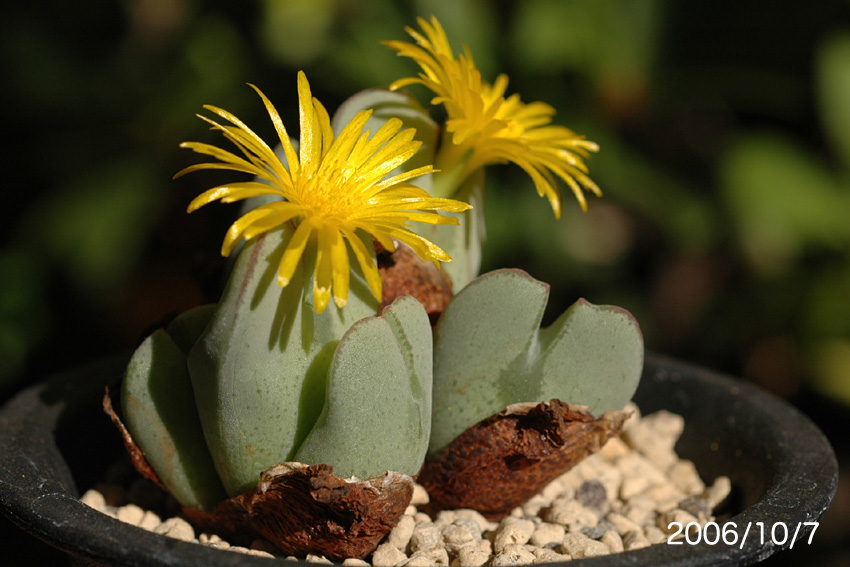 Conophytum bilobum subsp. bilobum var. muscosipapillatum_d0079818_037755.jpg