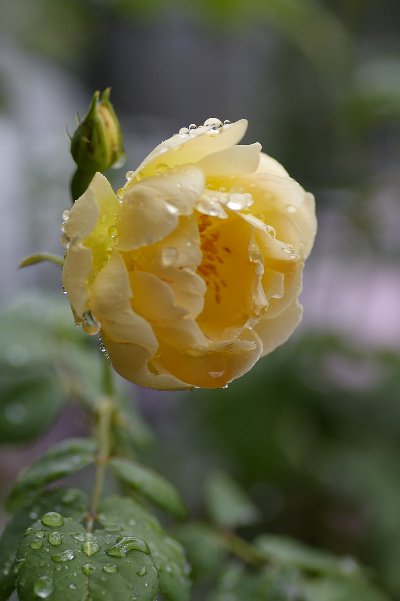 a0055024_1350310.jpg