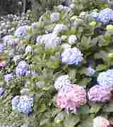 ご馳走・房総_a0078827_20554499.jpg