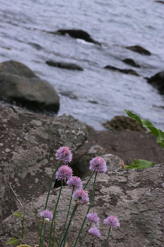 種差海岸の海浜植物_d0038630_20352170.jpg