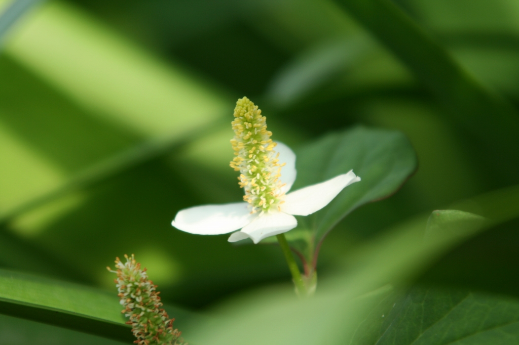 ドクダミの花_e0127133_21335718.jpg