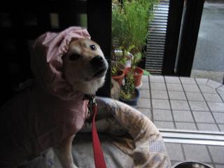 昨日は晴れ! きょうは雨。。。_c0049950_22535529.jpg