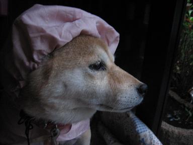 昨日は晴れ! きょうは雨。。。_c0049950_22552425.jpg
