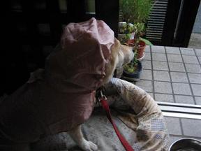 昨日は晴れ! きょうは雨。。。_c0049950_2382941.jpg