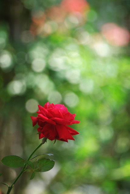 A lonely rose ~綾瀬 綾北公園~_e0063851_14513692.jpg