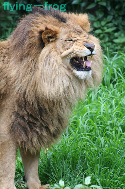 ライオンの 晴れときどき 動物園