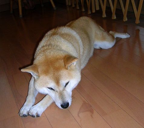 2007年6月24日(日)・・・真っ赤な朝焼けー!_f0060461_16334935.jpg