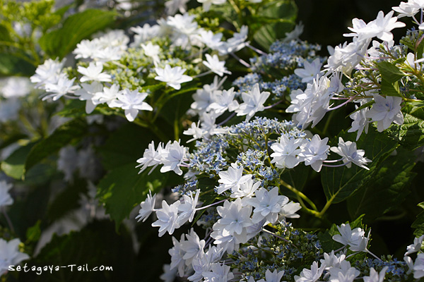 隅田の花火_e0038467_1753067.jpg