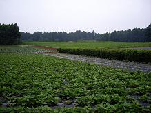 f0045667_19465839.jpg