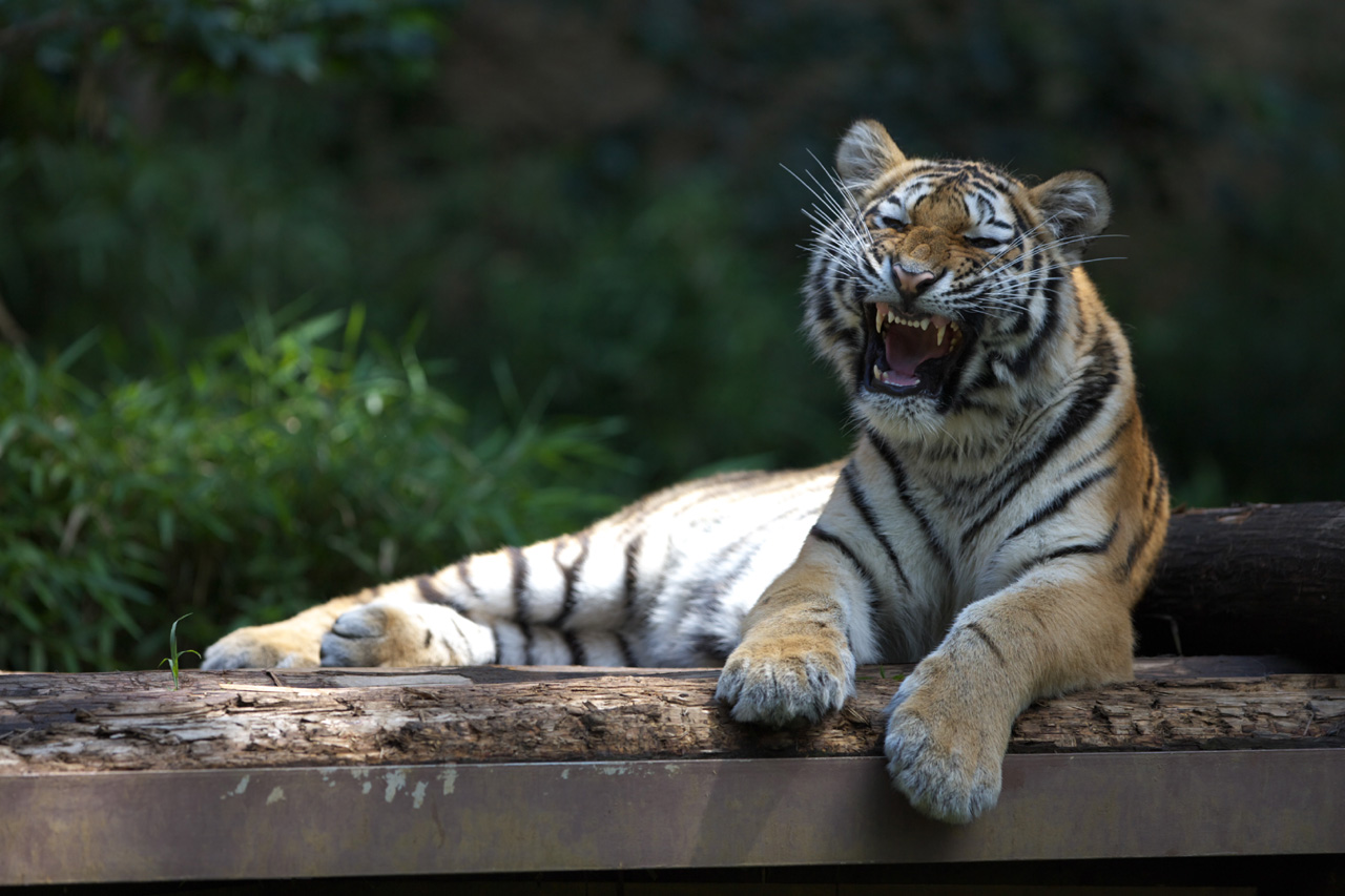 多摩動物公園68_e0060169_6373420.jpg