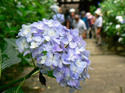 大平山の紫陽花_d0010073_1461734.jpg