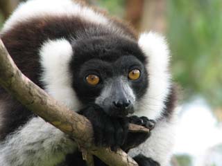 Madagascar vol.4　「　Lemurs Park　」_a0086274_13431045.jpg