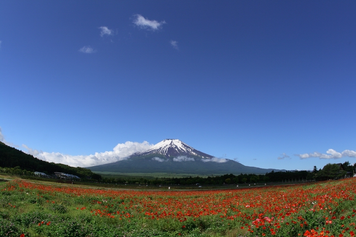 富士山と花々。_f0105478_18445043.jpg