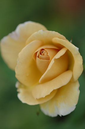 c0026690_1465293.jpg