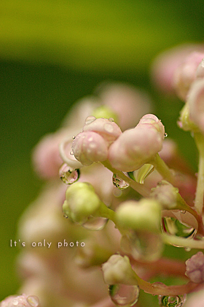 e0008800_2325311.jpg