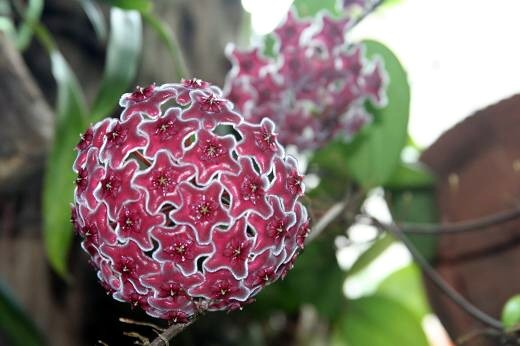 ポットごと】ホヤ メリフルア hoya meliflua 楽天市場】（観葉植物