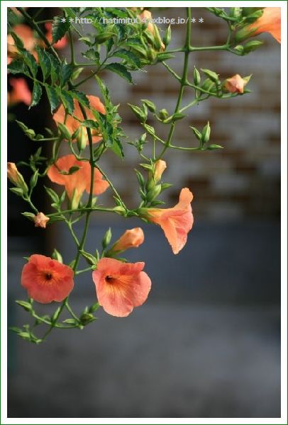 梅雨の晴れ間のお花たち_a0057905_19121193.jpg