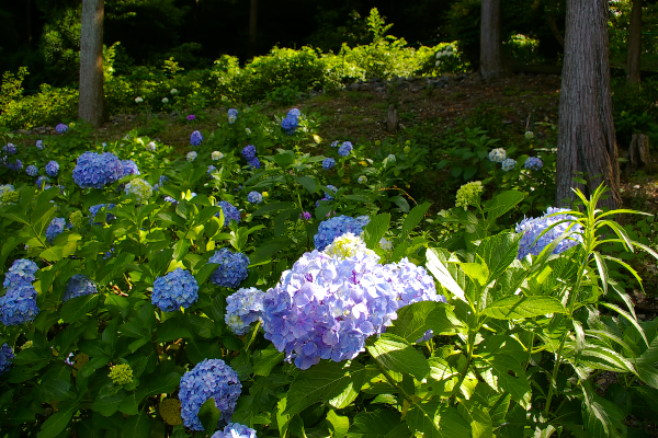 松尾大社 -手毬紫陽花-_f0112806_13284763.jpg