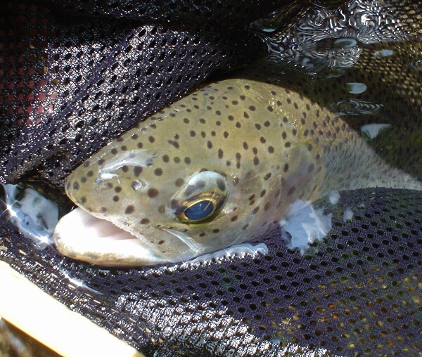 釣りに行ってきた~_d0070814_22554894.jpg