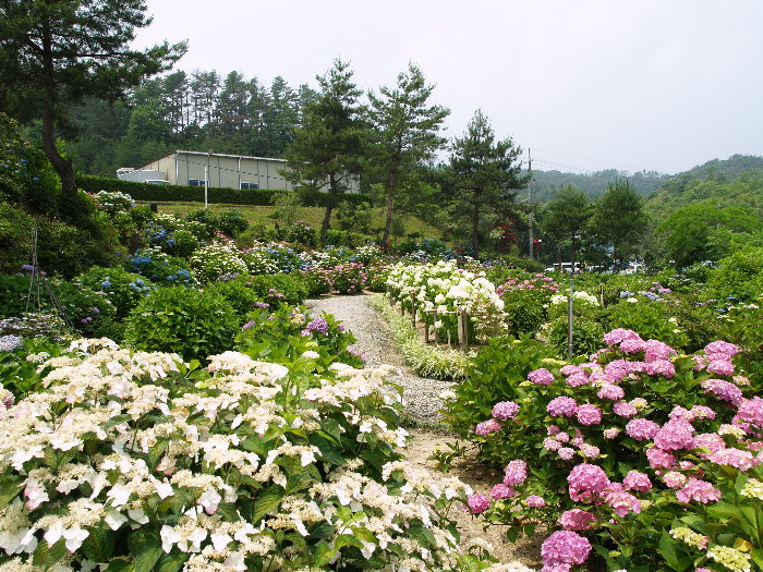あじさい刻山園（あじさいこくざんえん）_c0116915_17535654.jpg