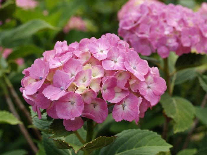 紫陽花 ピンクドリーム 西洋あじさい ゆきだより 日々つれづれ