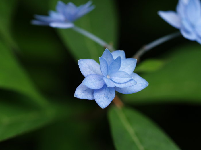 紫陽花  七段花_c0116915_2212788.jpg