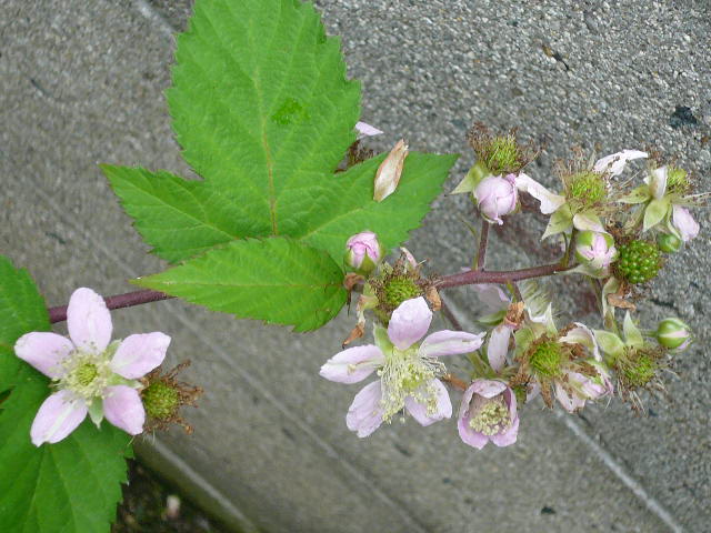 e0026017_22225434.jpg