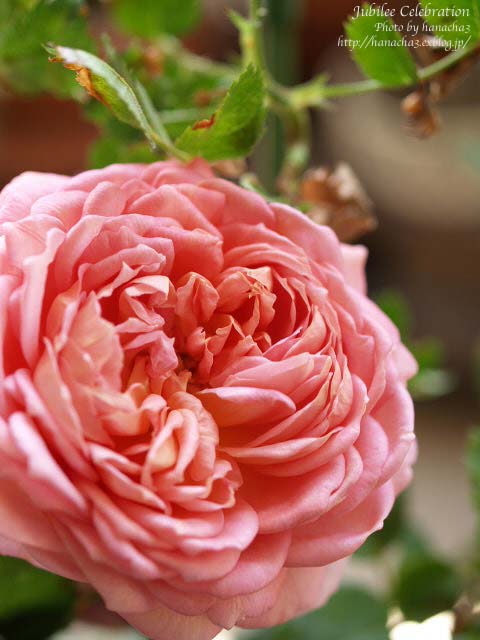 Today\'s Roses \'07.　〜Vol.26_b0032921_15153629.jpg