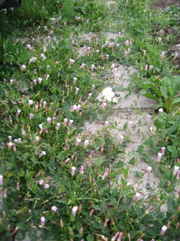 231) 花 「昼顔」_f0126829_745593.jpg