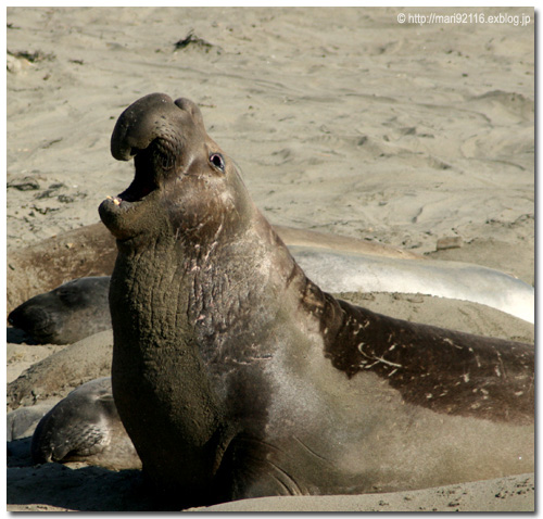 海獣めぐり その4：400頭のゾウアザラシの群れ : A little something