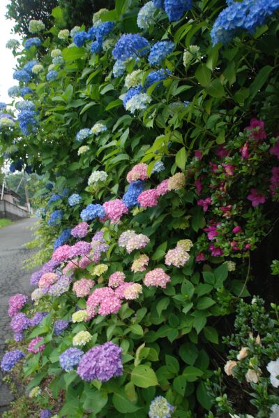 梅雨の合間に花園川へ・・・_f0089349_2113723.jpg