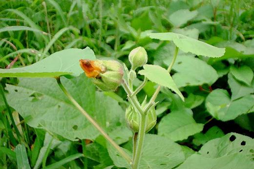 アオイ科 Malvaceae えるだまの植物図鑑 アオイ科 Malvaceae えるだまの植物図鑑