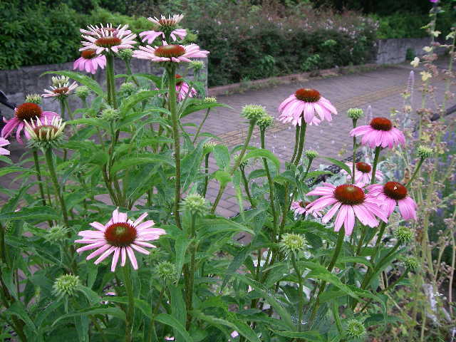 この花も名前わからない。_d0116059_10443699.jpg