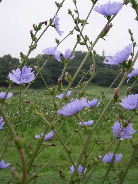 この花も名前わからない。_d0116059_10453384.jpg